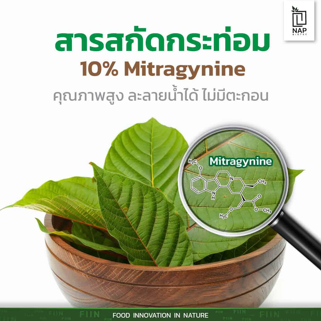 <strong>สารสกัดกระท่อม 10% Mitragynine คุณภาพสูง ละลายน้ำได้ ไม่มีตะกอน จาก NAP BIOTEC</strong>